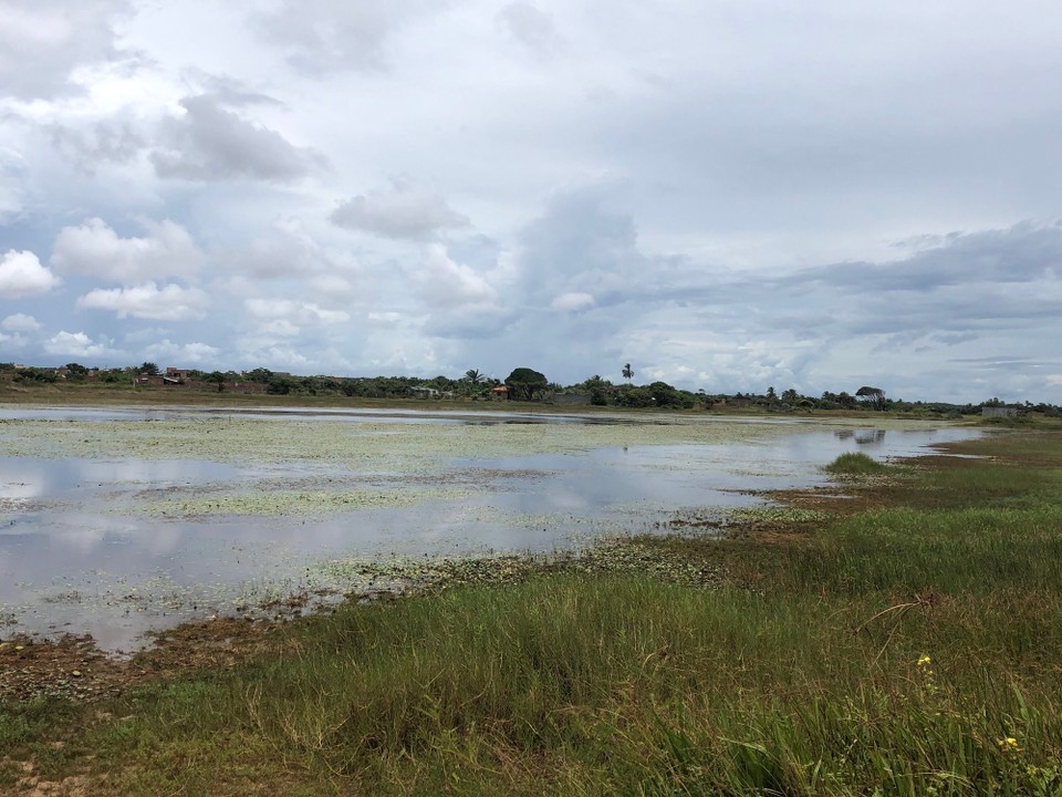 Brasilien - Mata de São João - Sumpfgebiet Arambepe 