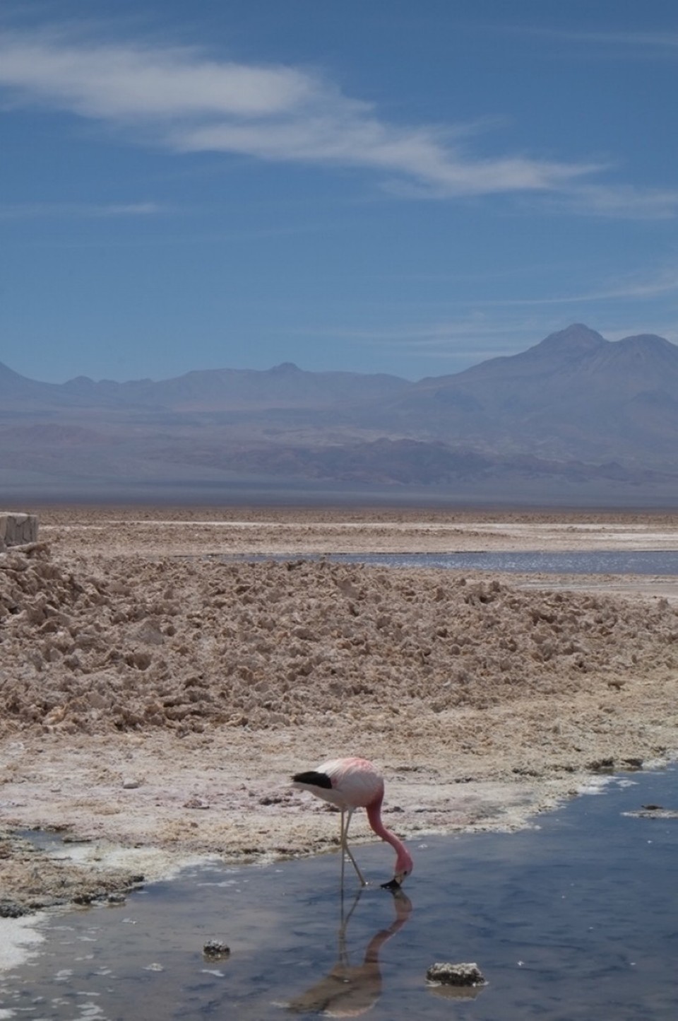Chile - San Pedro de Atacama - 
