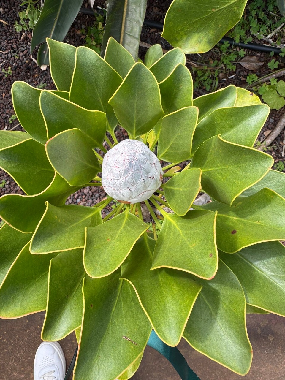 Spanien - San Sebastián de La Gomera - .. und als Knospe