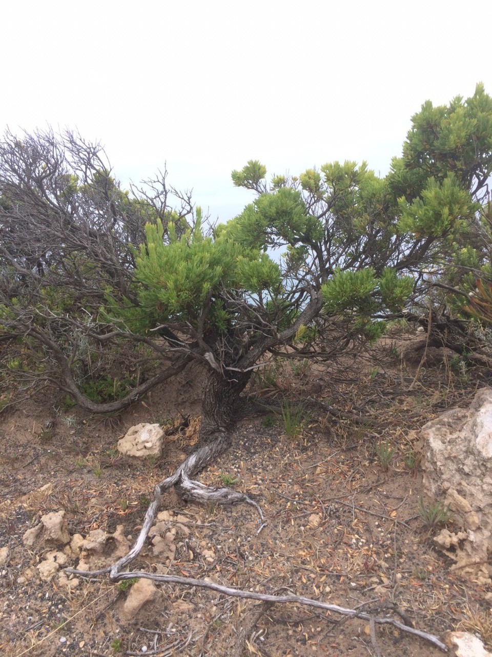 Australien -  - This tree is 40 cm tall. Do you call it a tree then?