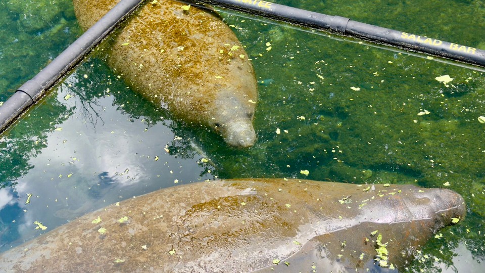 Vereinigte Staaten - Crystal River - 