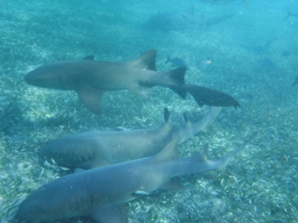 Belize -  - 