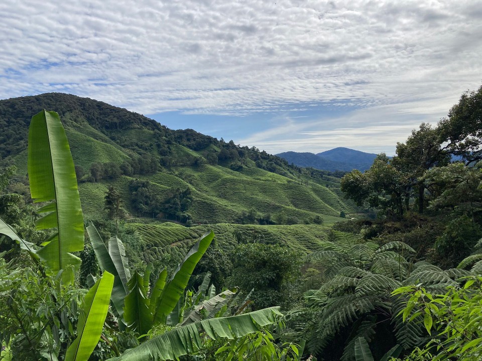 Malaysia - Tanah Rata - Sungai Palas Boh Tea Plantation