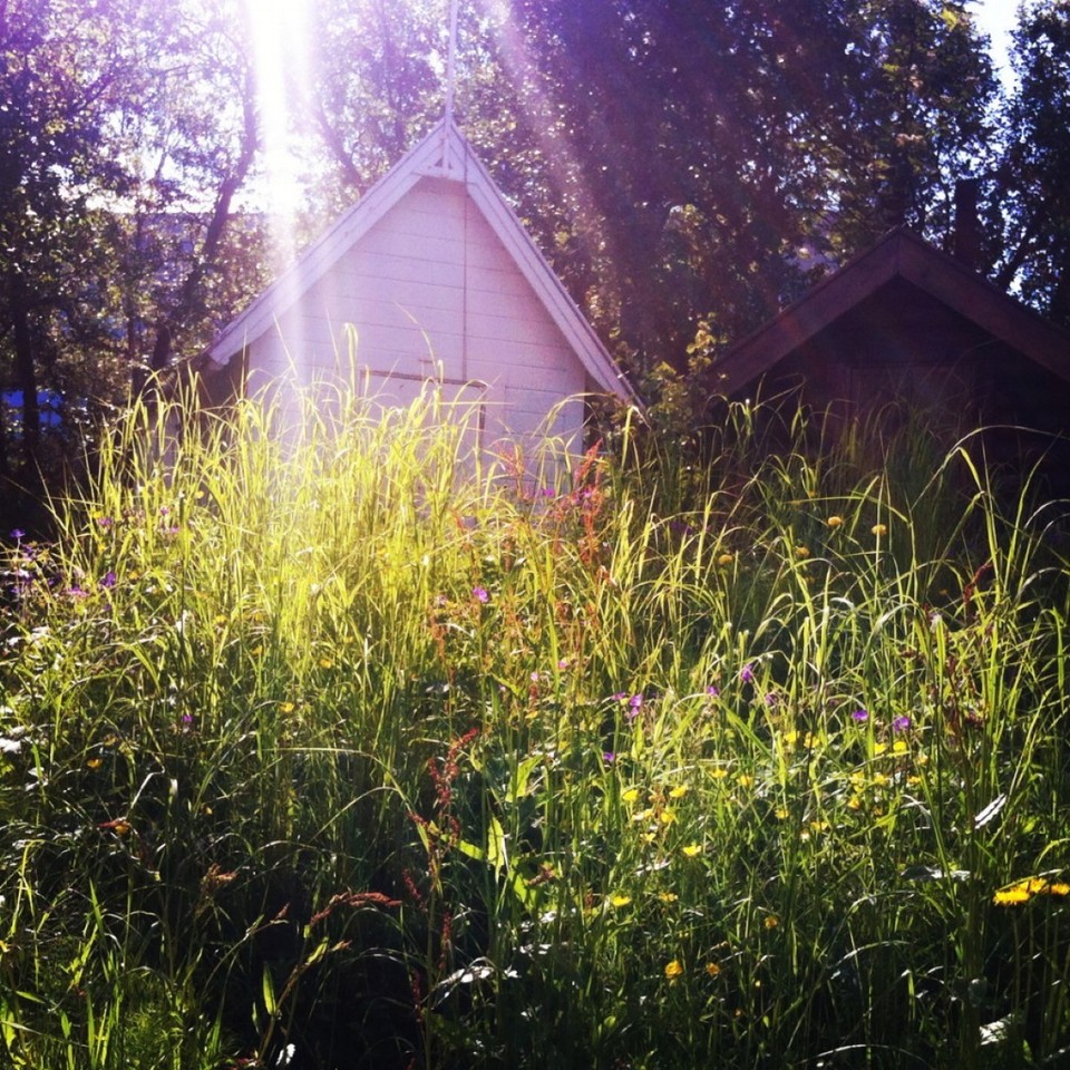 Norway - Tromsø - Innenhof Naturinvasion