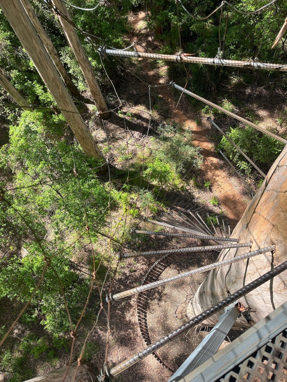 Australien - Yeagarup - Also konnte Bastian nur bis zur ersten Station auf etwa 20m Höhe klettern.