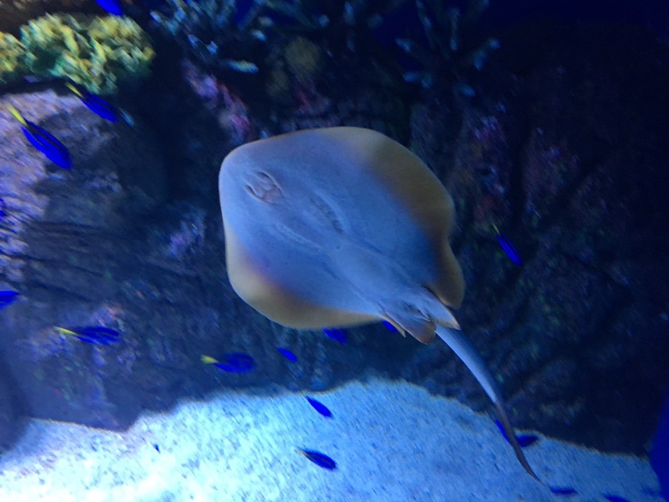  - Ausztrália, Cairns, Cairns Aquarium - 