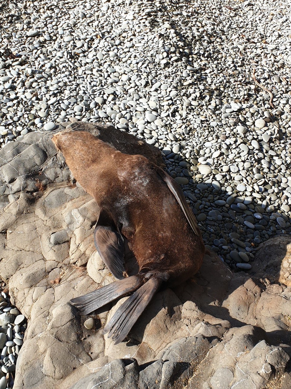 Neuseeland - Oamaru - Wär ich fast draufgelatscht
