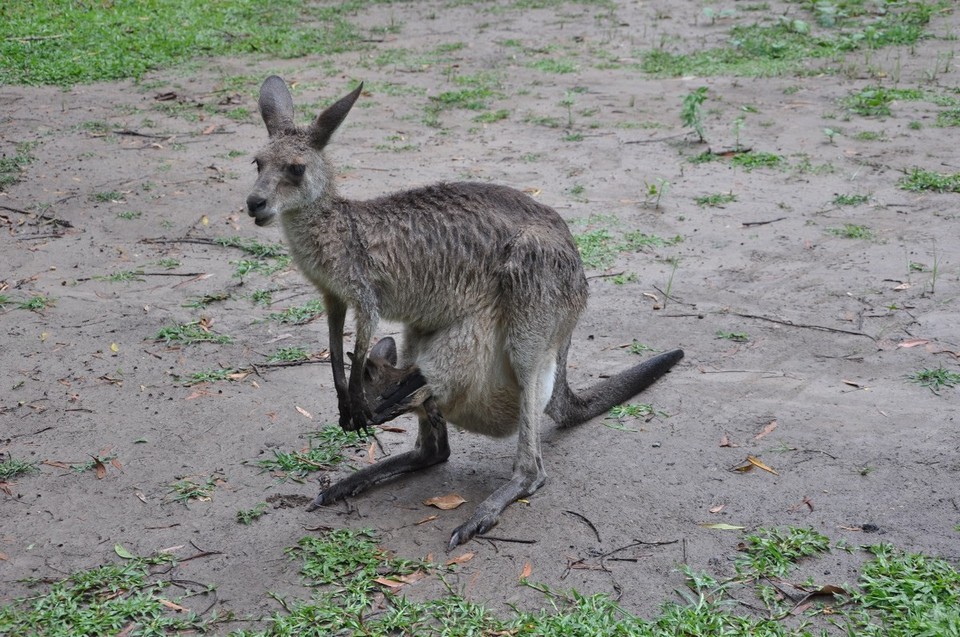 Australien - Noosa Heads - 