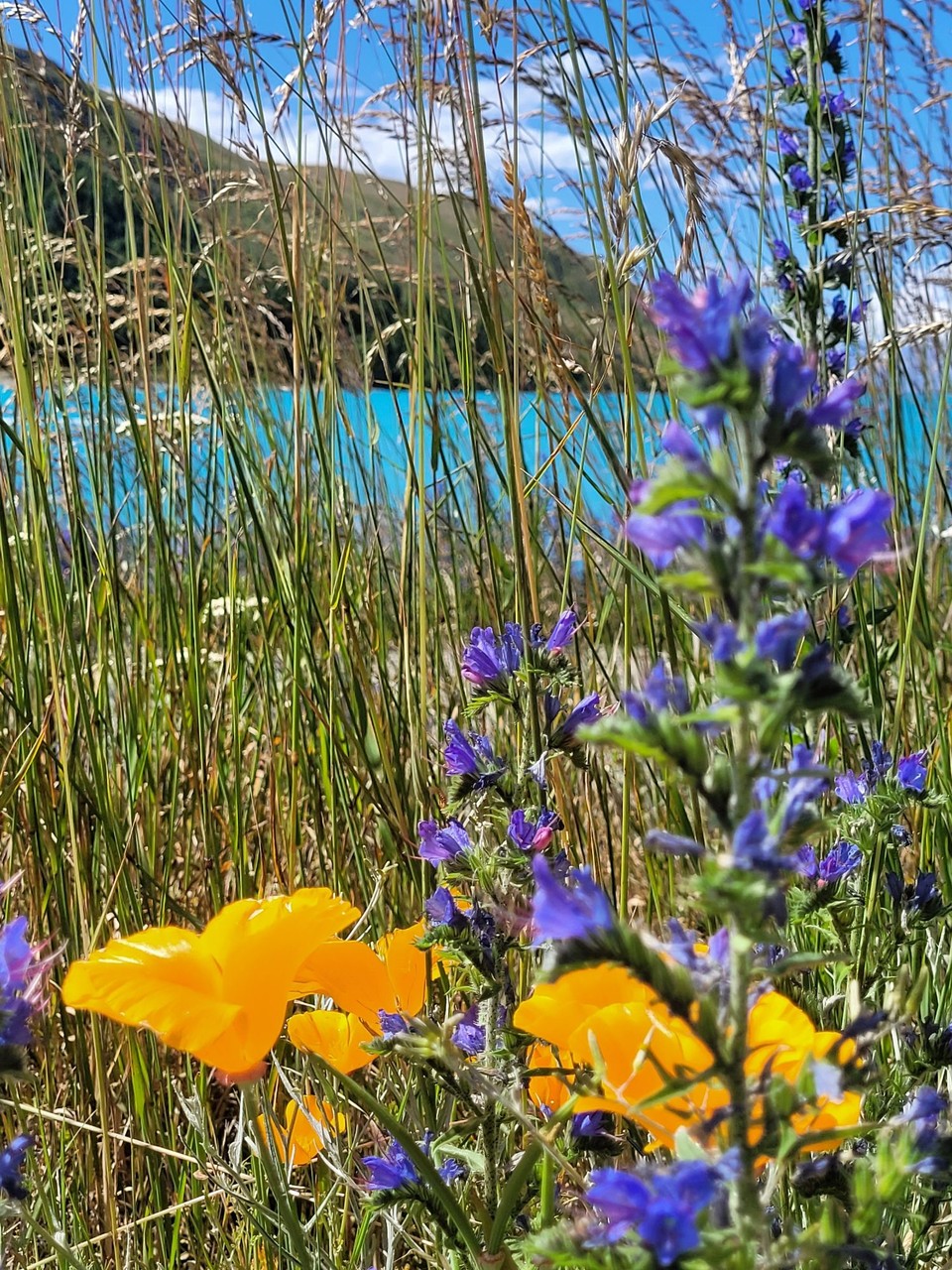Neuseeland - Lake Tekapo - 