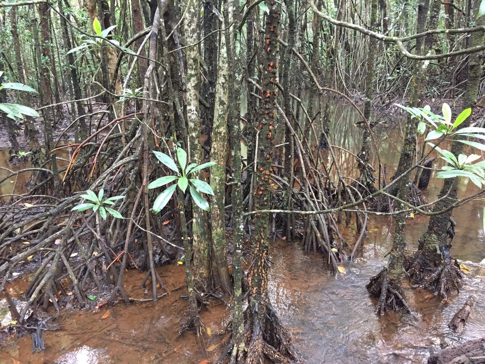 Australien - Cape Tribulation - Mangroven sind faszinierend. 