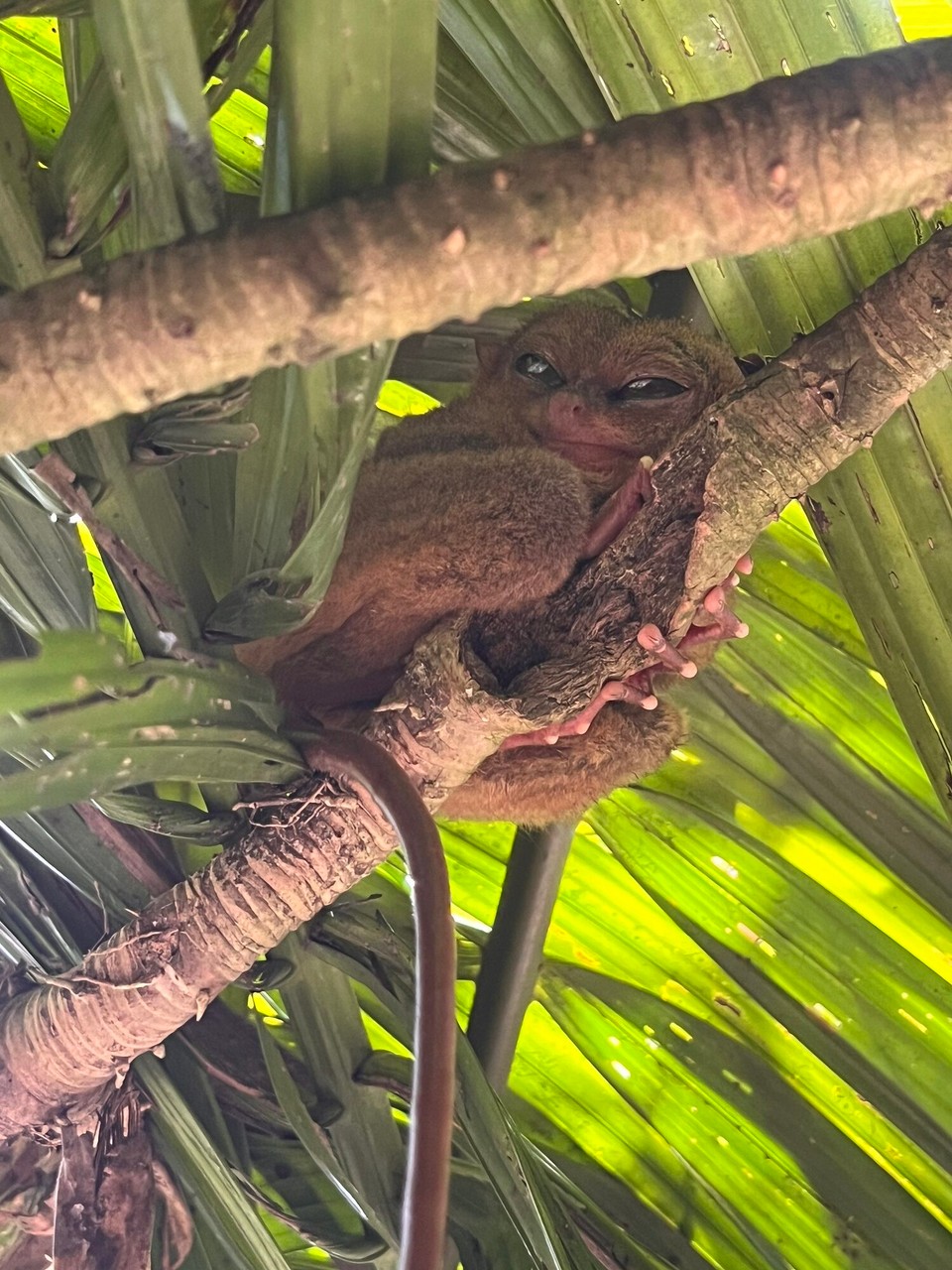 Philippines - Tagbilaran City - Its eyeball is bigger than its brain. They’re so cute! 