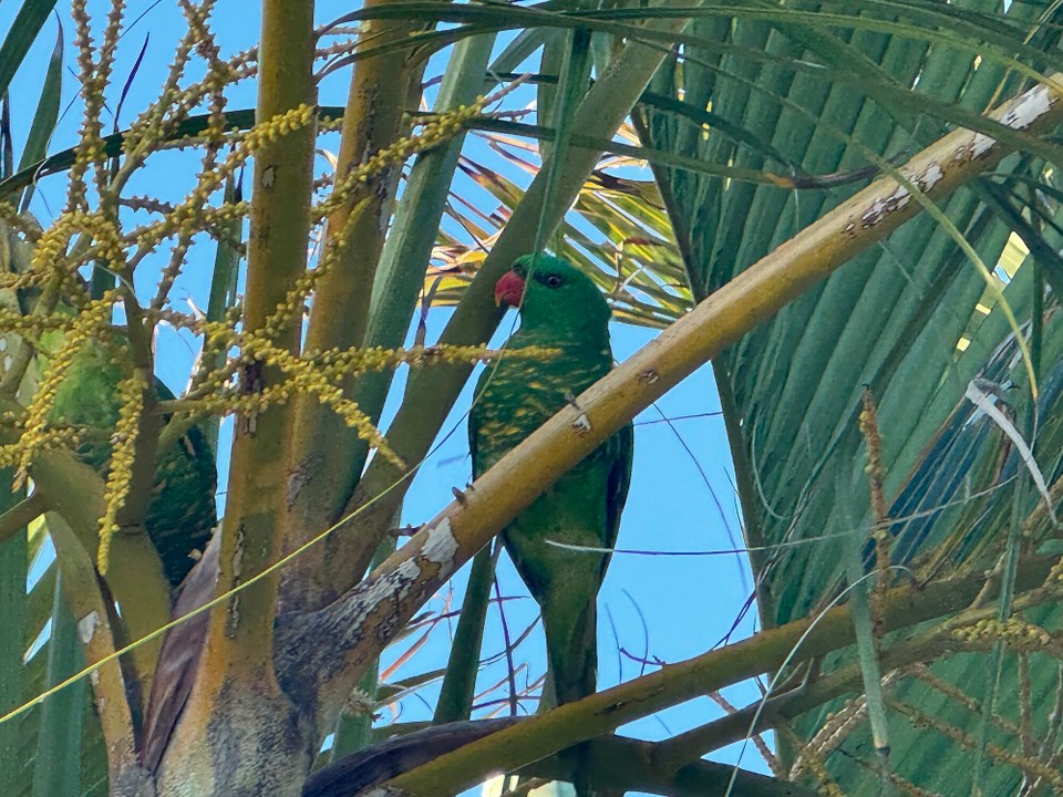 Australien - New Auckland - Schuppenlori 
