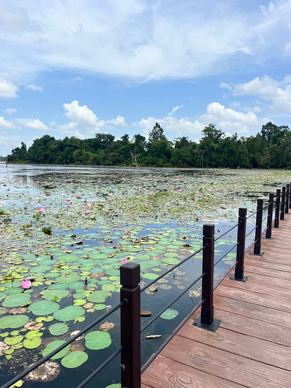 Cambodia - Siem Reap - 