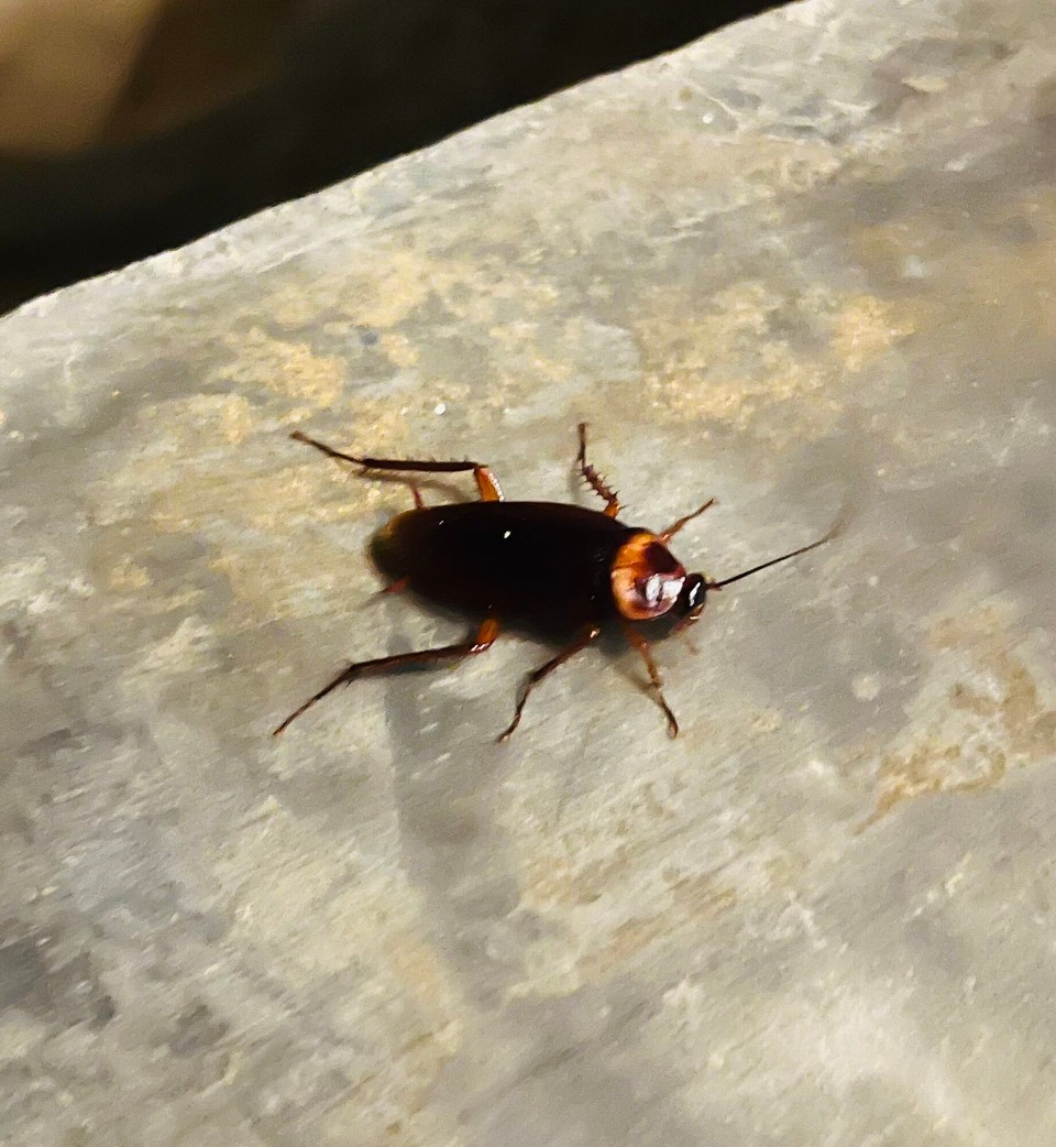 Tansania -  - Besuch!!! 