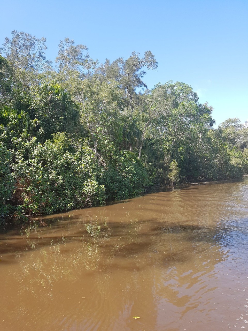Australia - Cooroibah - Die Noosa Everglades.
