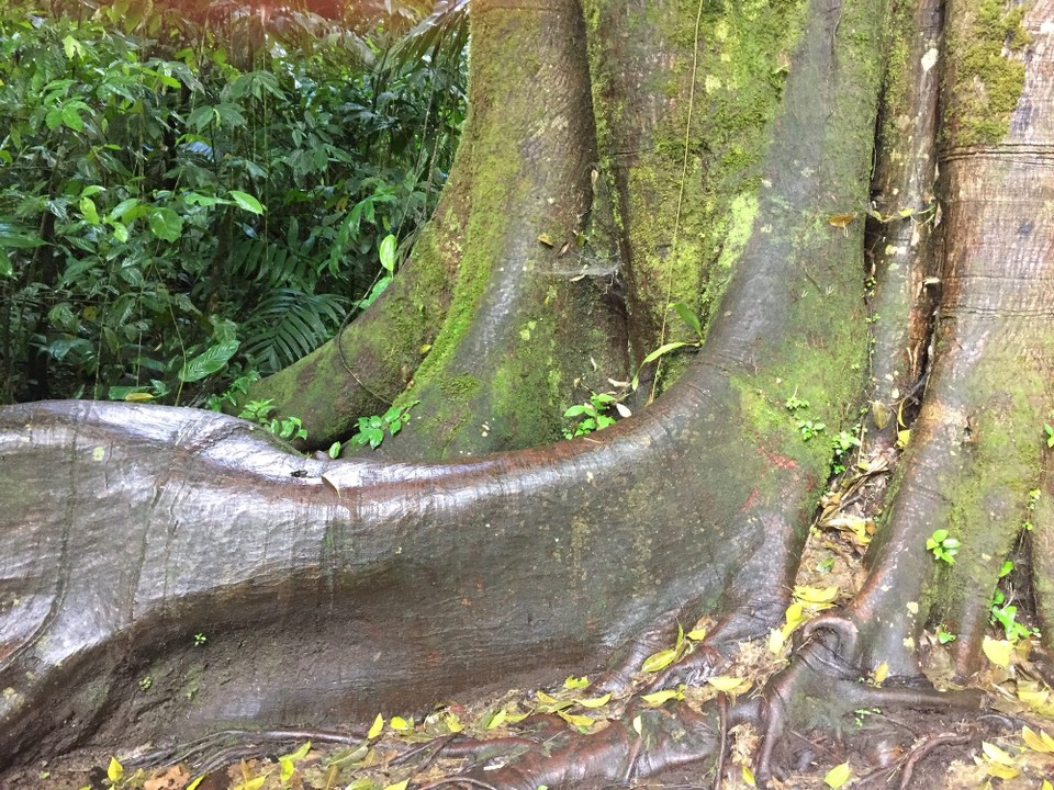 Costa Rica - La Fortuna - 