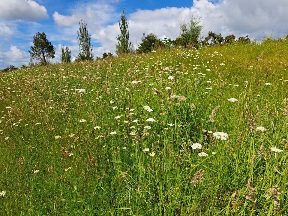 Neuseeland - Rangiriri - Frühlingsgefühle ☺️