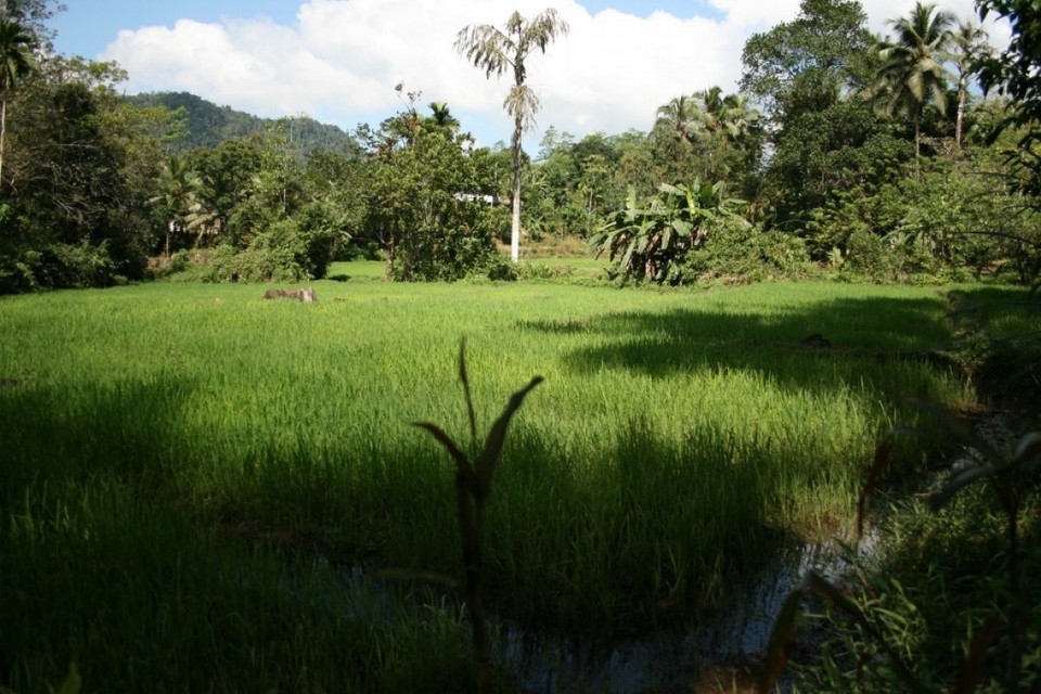 Sri Lanka - Yattapatha - Pelawatta - Unser Reisfeld