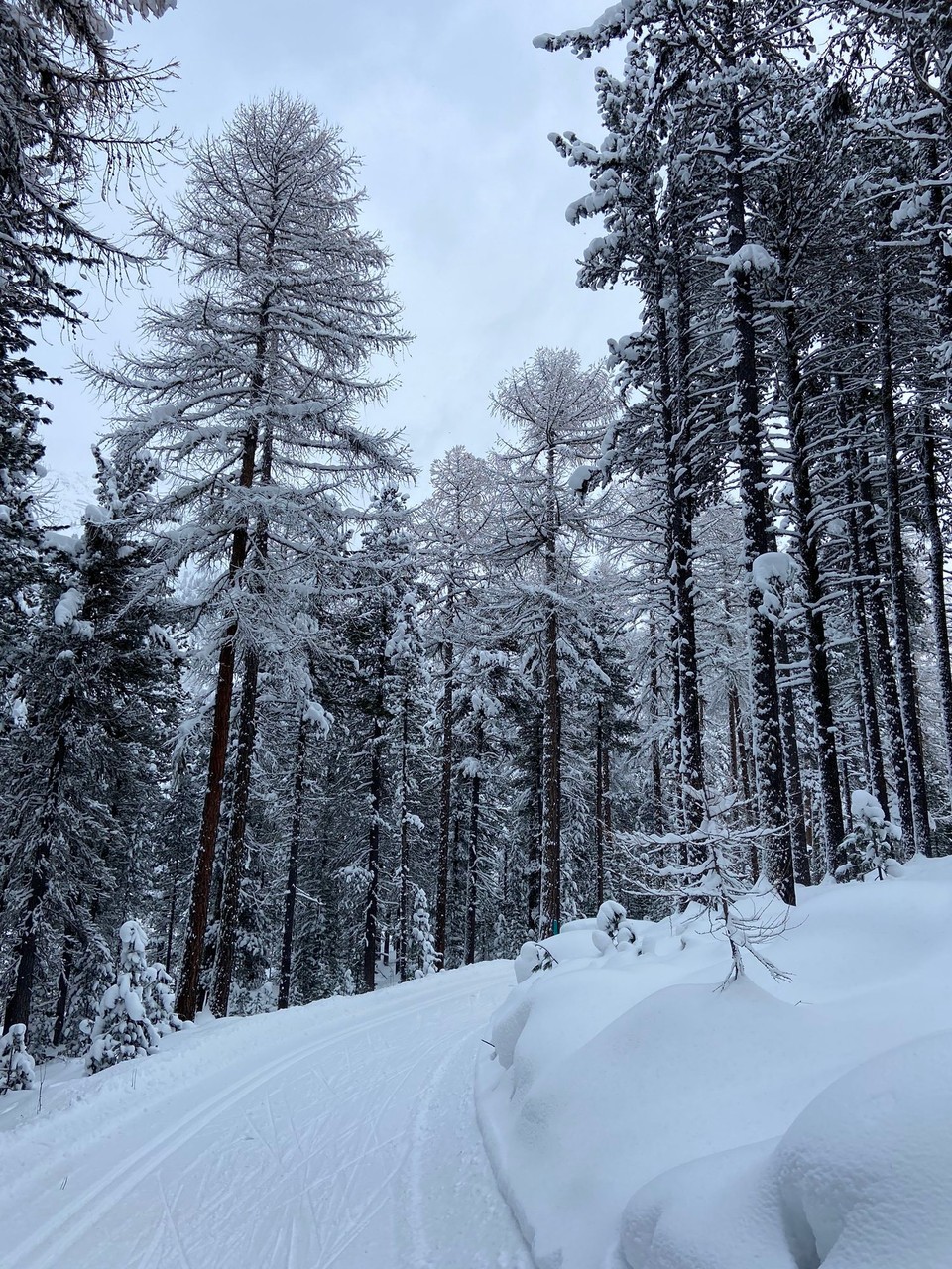 Schweiz - Pontresina - Langlaufen