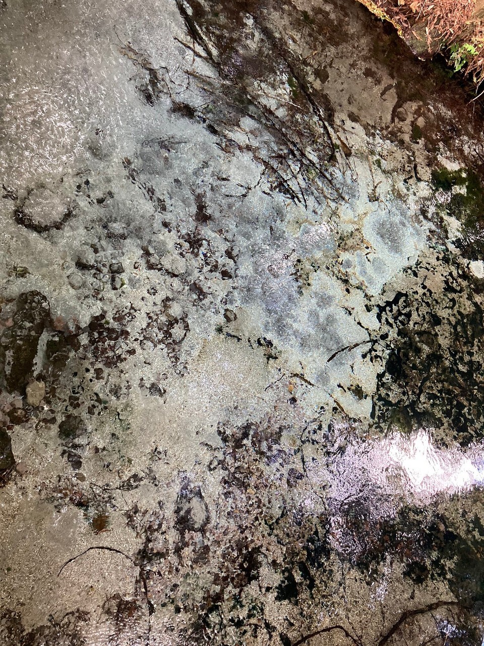 Neuseeland - Hamurana - Und nochmal Sandquellen