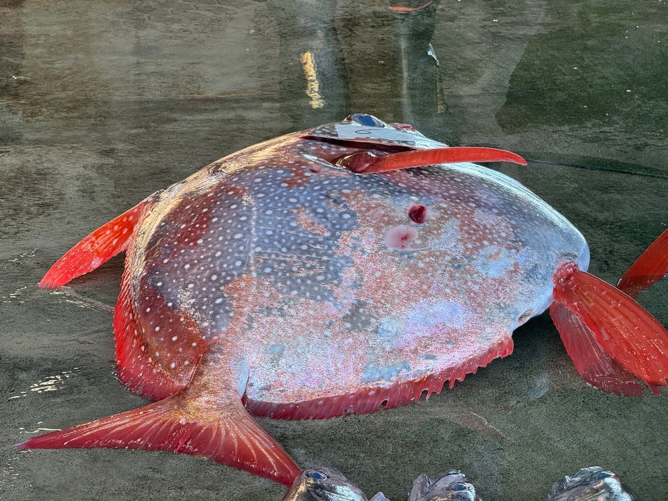Japan - Fujikawaguchiko - Ein Mondfisch