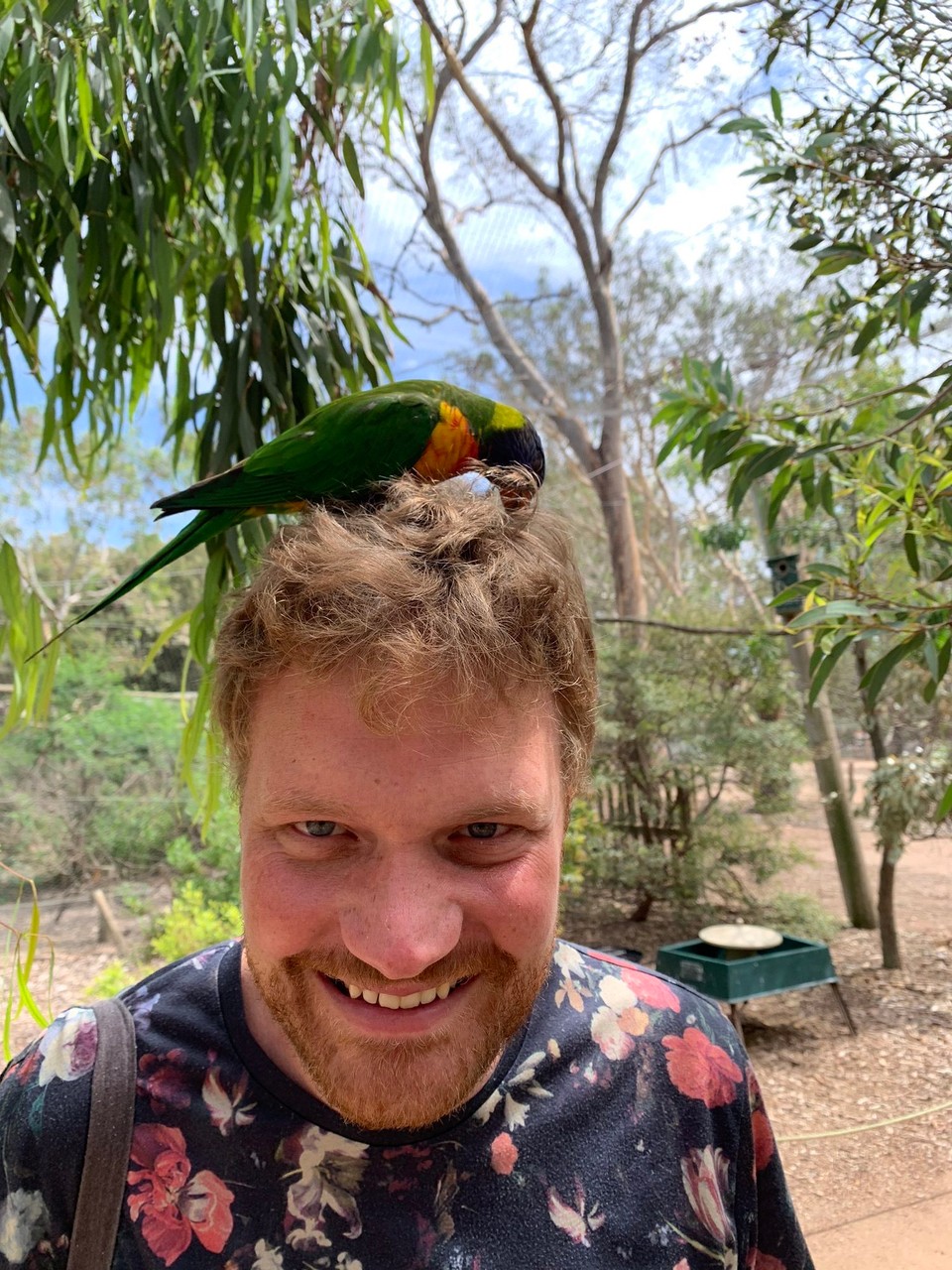 Australien - Apollo Bay - Ein etwas ungewöhnlicher Ort für ein Nestbau 🦜🙈