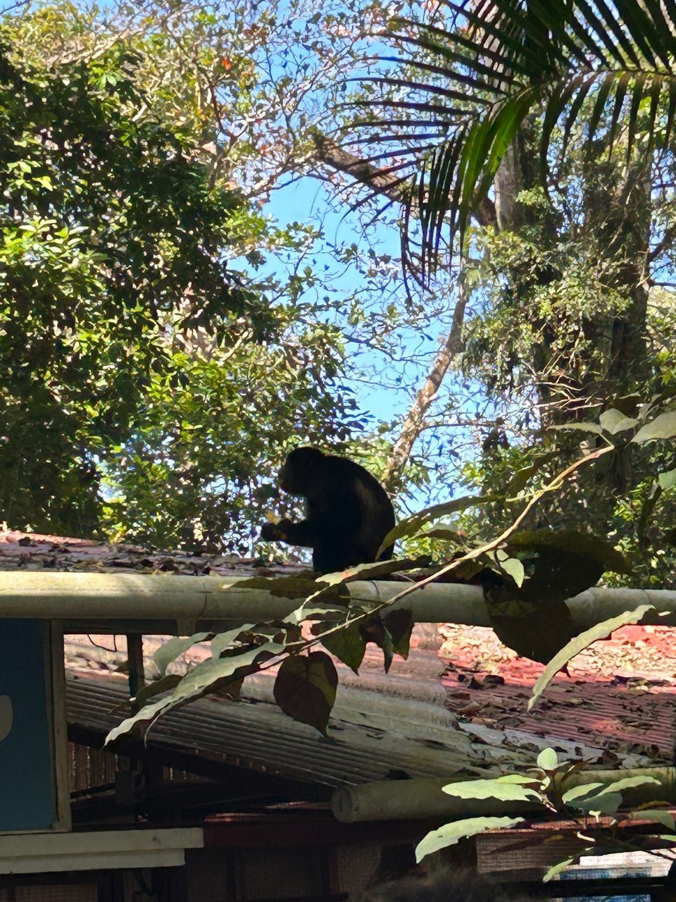 Costa Rica - Puerto Viejo de Talamanca - 