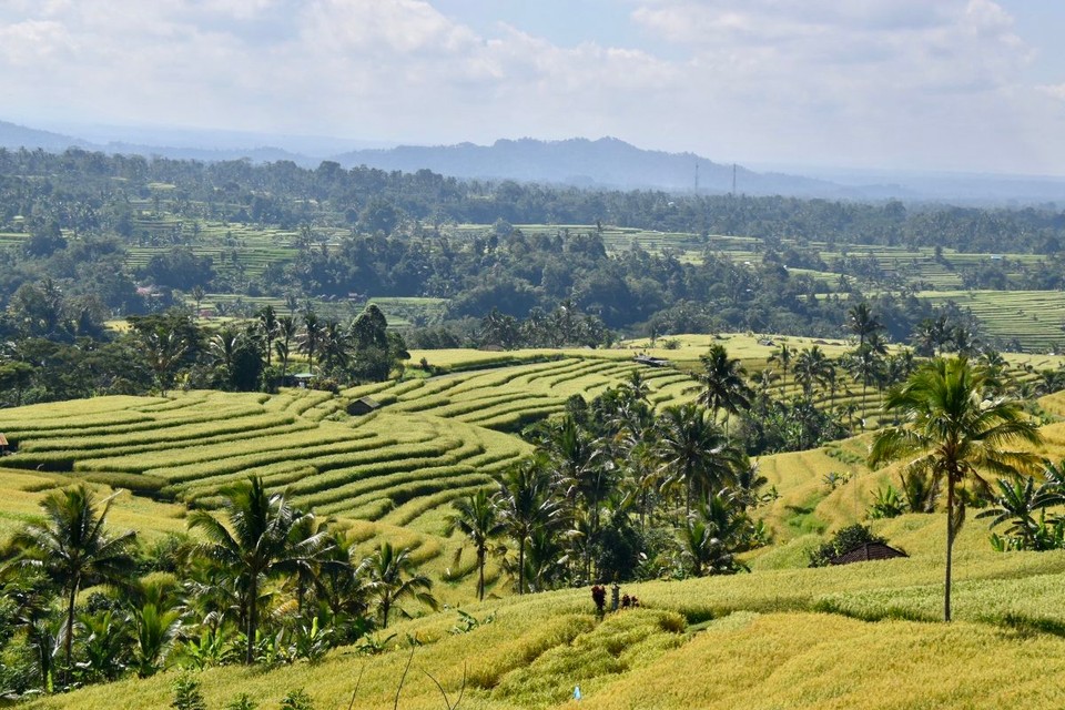 Indonesien - Tabanan - Übersetzt aus dem Balinesischen bedeutet Jatiluwih „wunderschön“ – besser kann man die Reisterrassen tatsächlich nicht beschreiben.