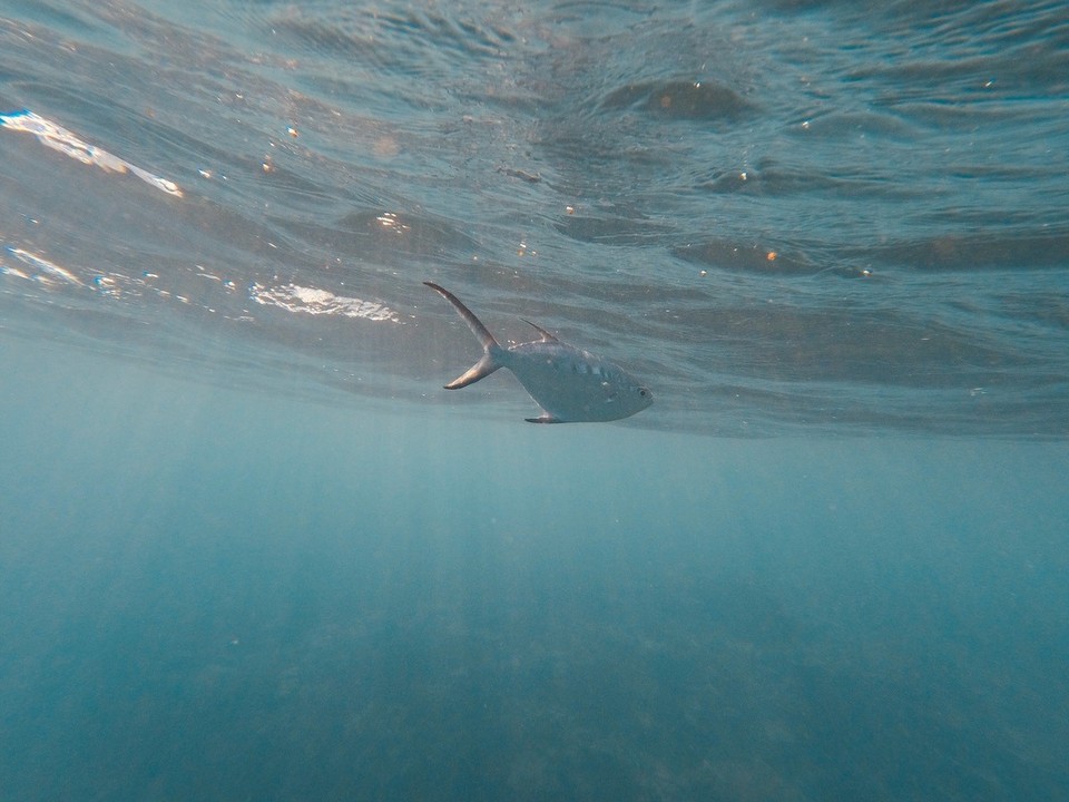  - Australia, Great Barrier Reef Conservation Reserve, Lady Elliot Island - 