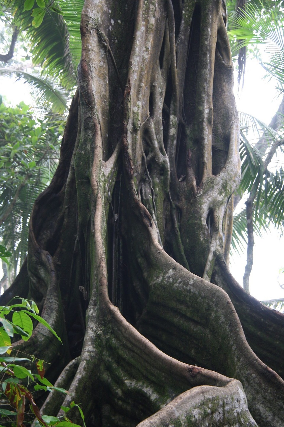 Costa Rica - Osa - 