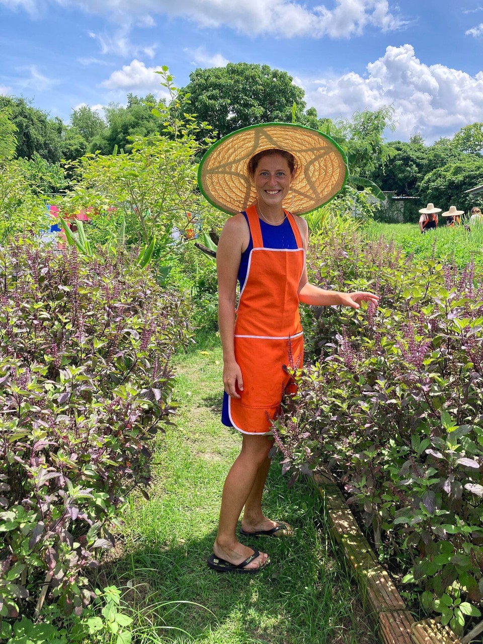 Thailand - Mae On - Holy Basil