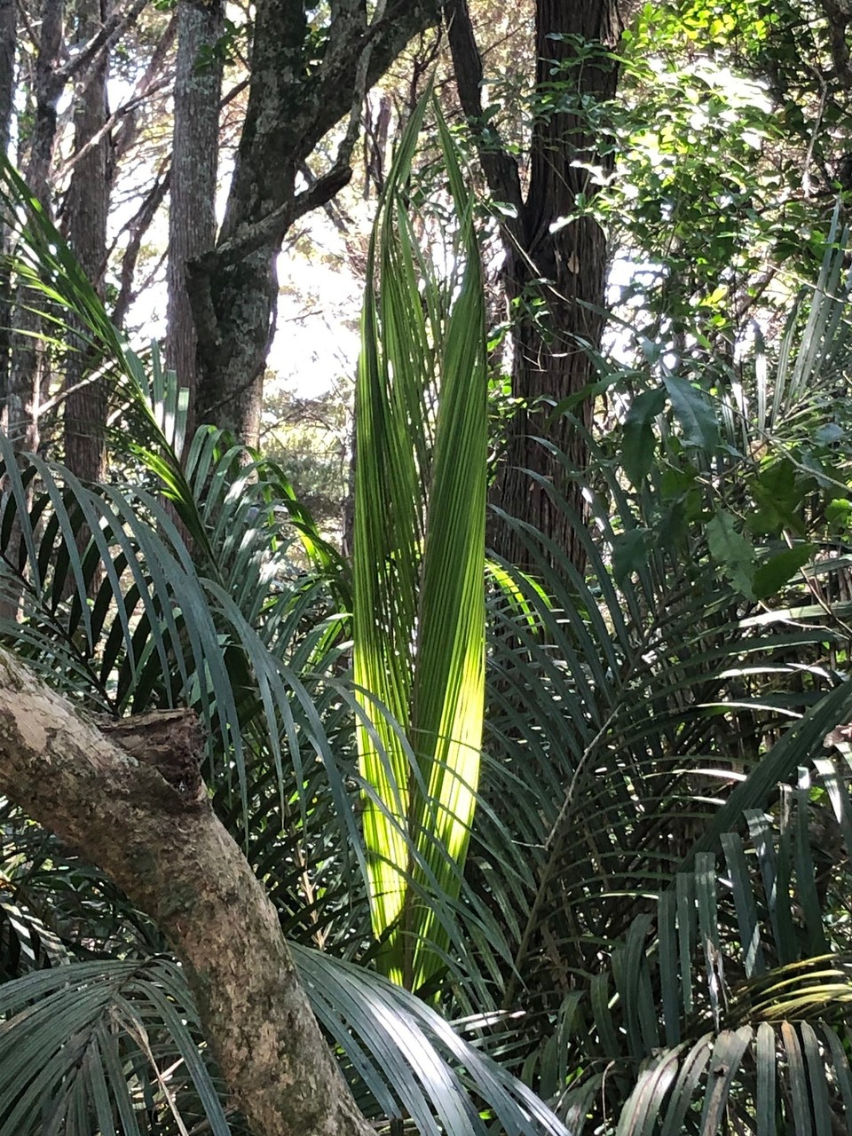 Neuseeland - Whangarei - Ein Palmblatt entsteht