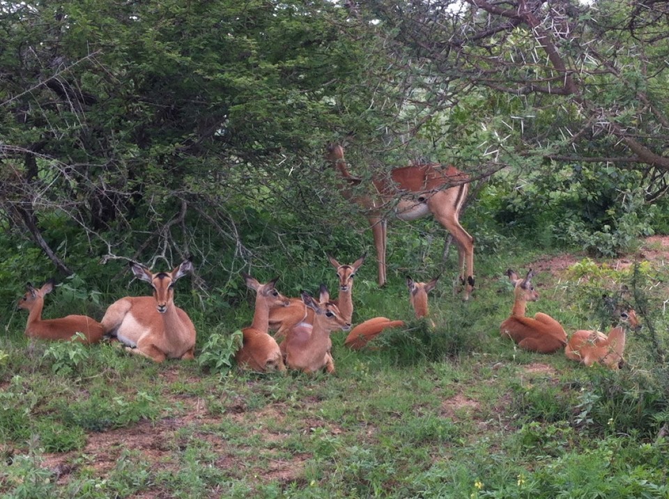 Südafrika - Kruger Park - Tiere III