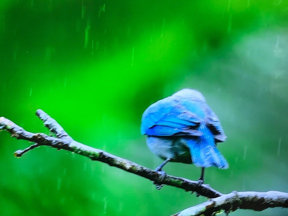 Costa Rica - San Carlos - 