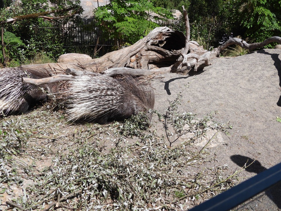 Schweiz - Zürich - Das Stachelschwein kommt in Mittelafrika vor und ist reiner Vegetarier