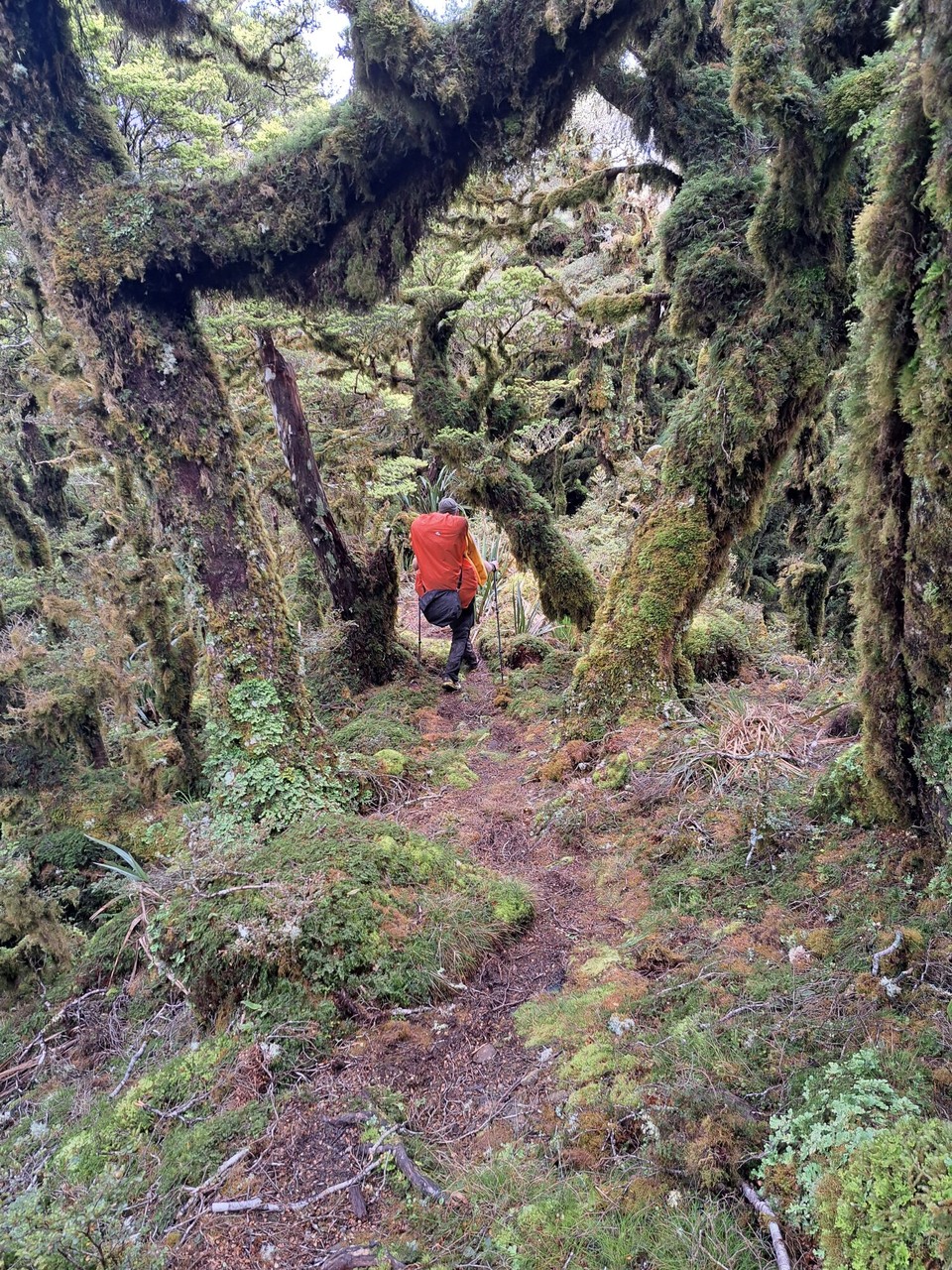 Neuseeland - Te Aroha trail PK - 