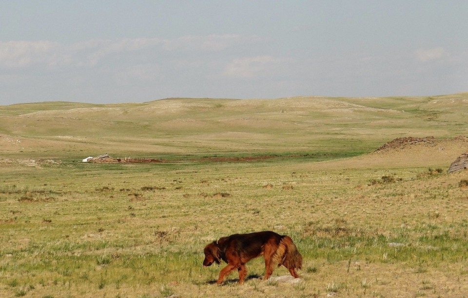 Mongolia - Ikh Nart - The Ger hotel dog is apparently in a movie! called Beast.