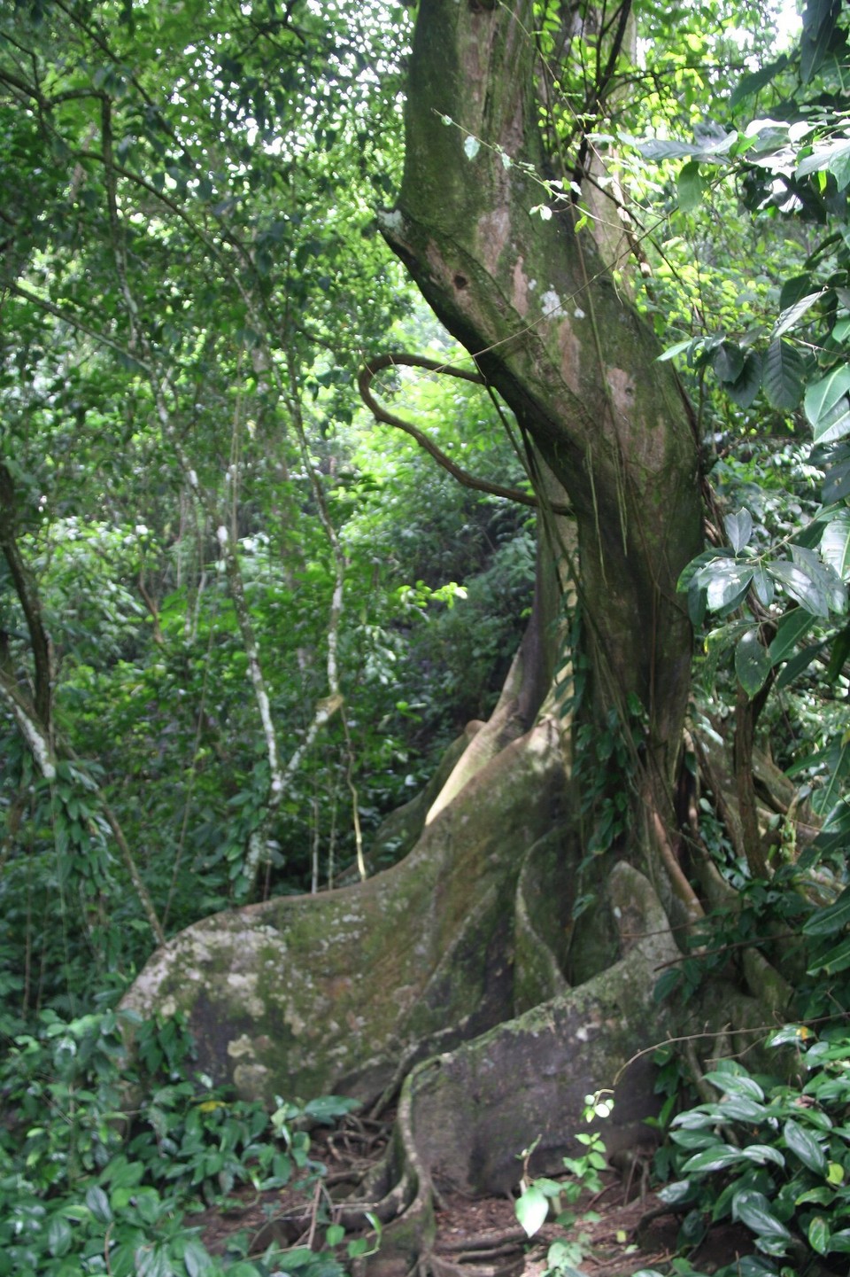 Costa Rica - Osa - 