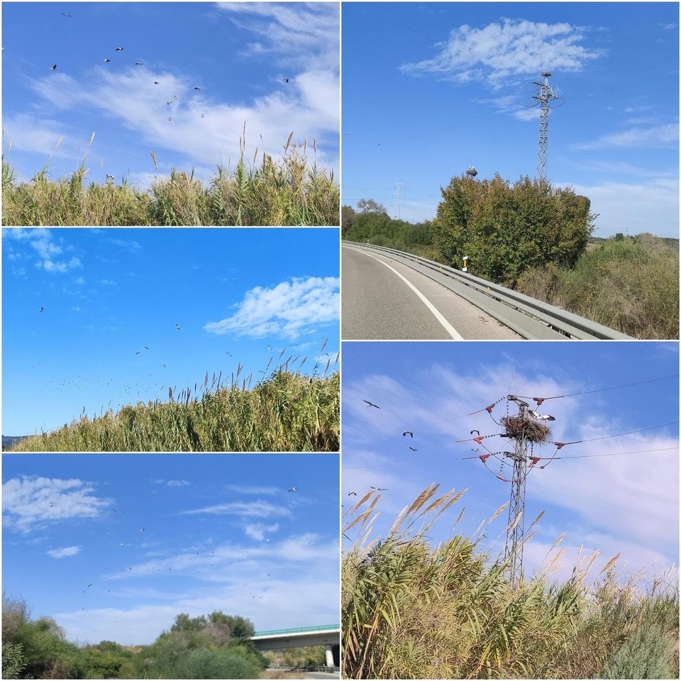 Spanien - Jimena de la Frontera - Auch hier wieder Störche ohne Ende
