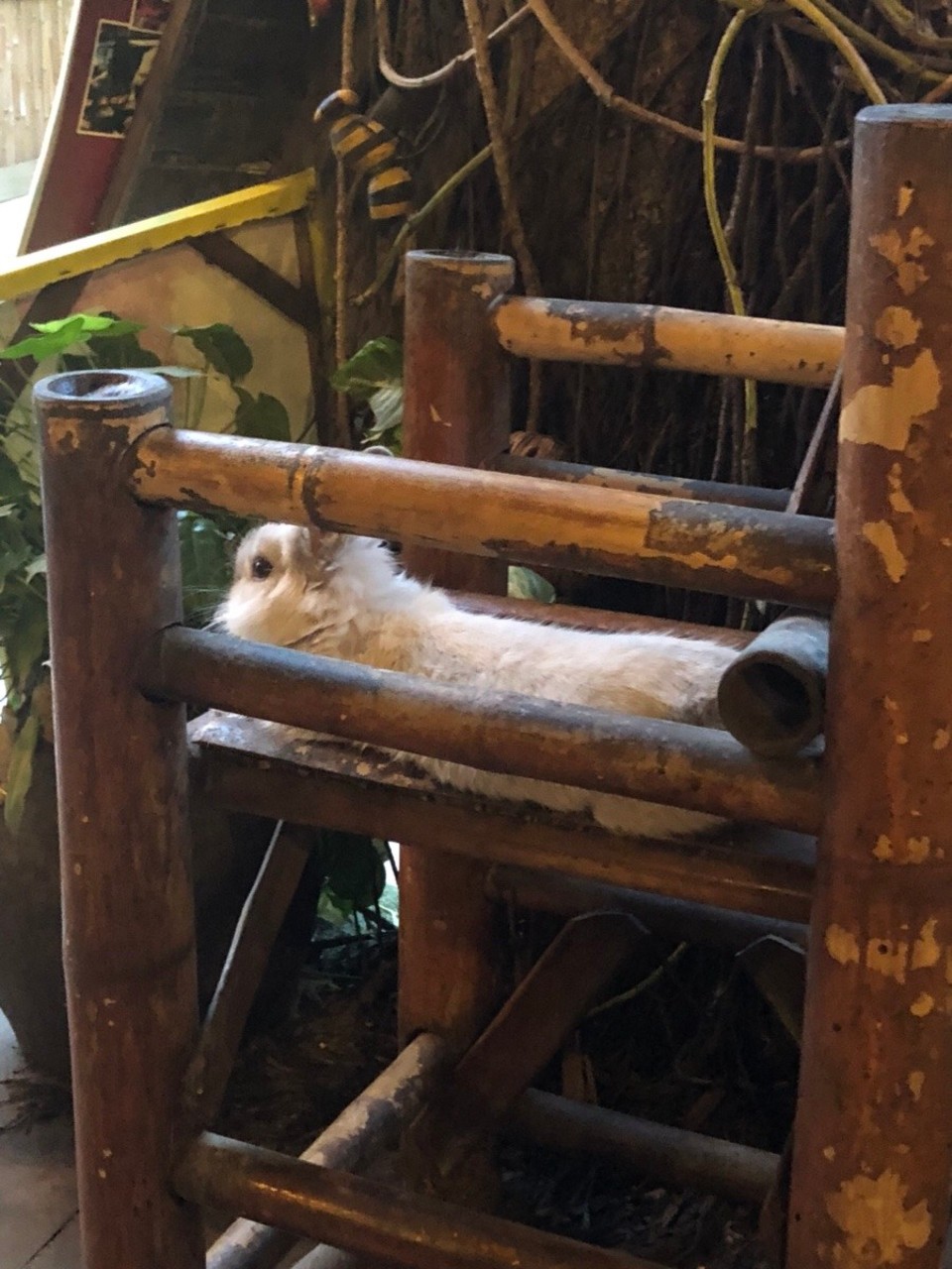 Thailand - Amphoe Ko Pha-ngan - 