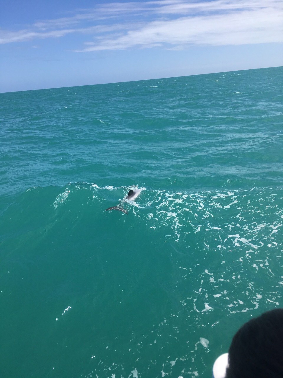 Neuseeland - Akaroa - 