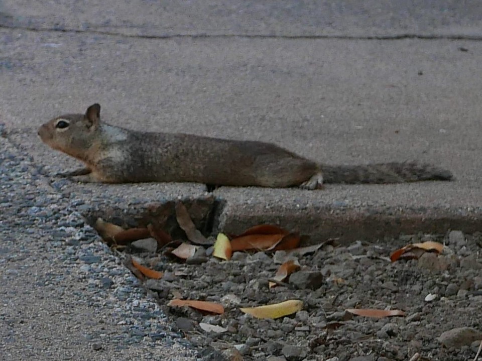 USA - Big Sur - ....die kleinen, süssen „Erdhörnchen“