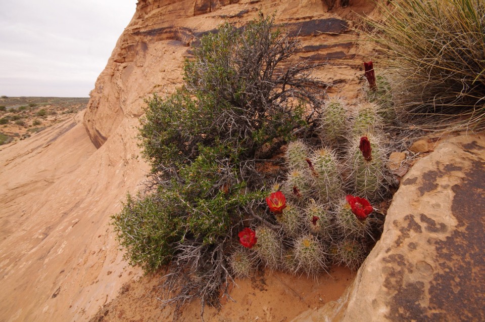 USA - Arches-Nationalpark - 