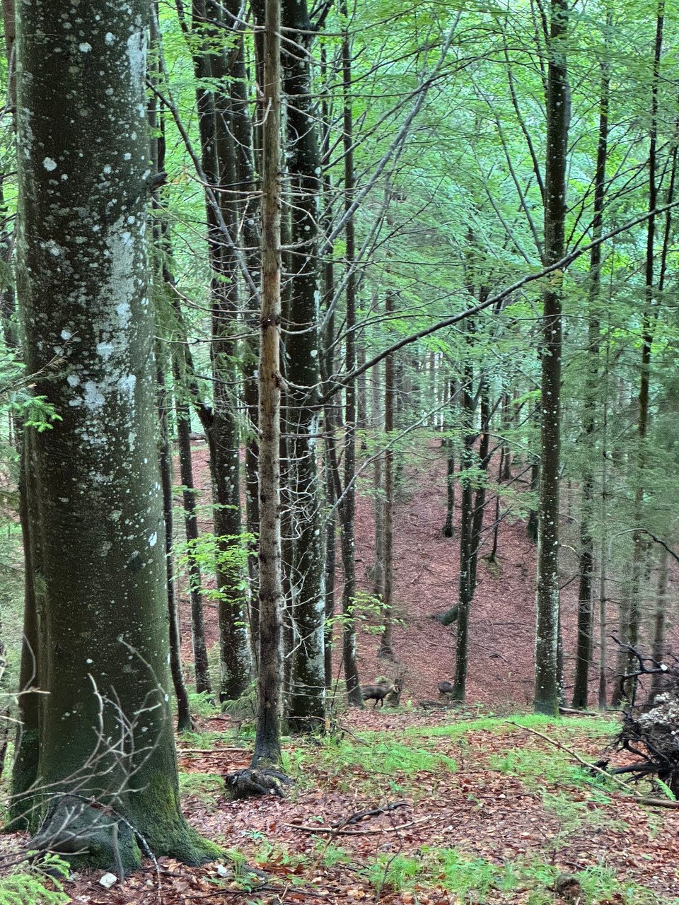 Österreich - Kufstein - Gemsen! Ranzoomen, sie sind sehr scheu. 