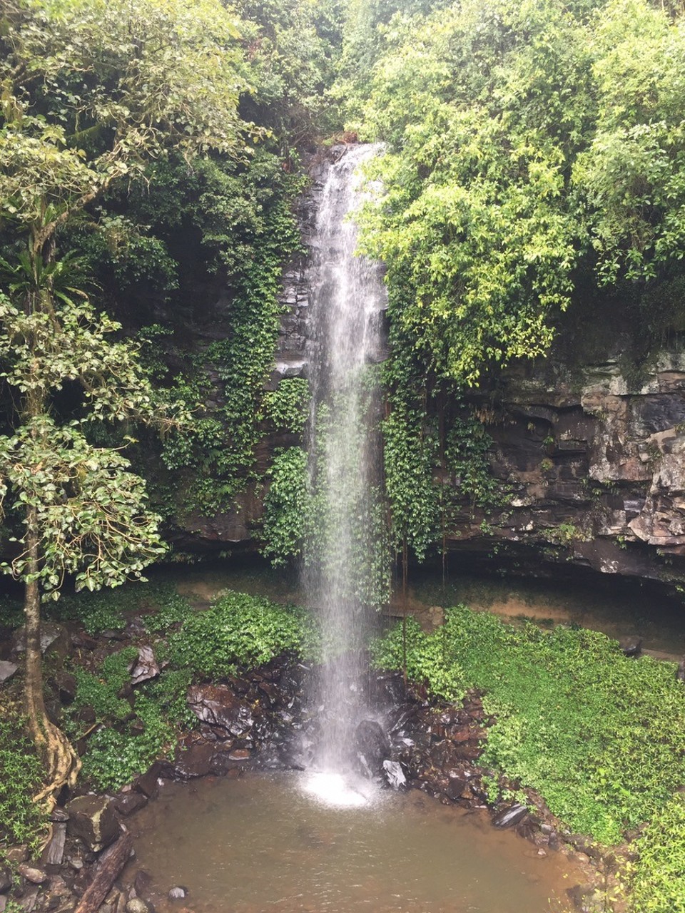  - Australia, Dorrigo Rainforest Centre - 