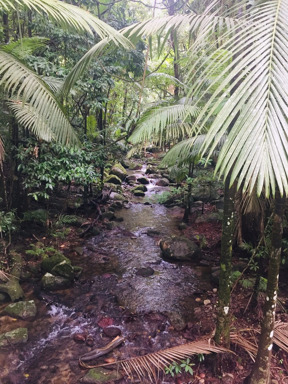 Australien - Mossman Gorge - 