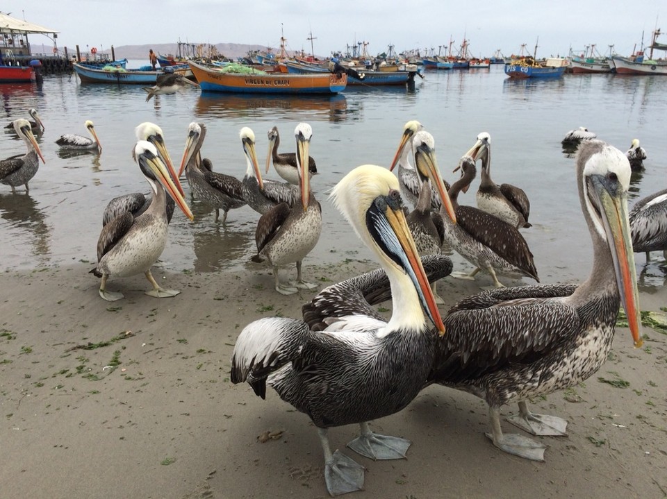 Peru - Paracas - Die sind riesig!