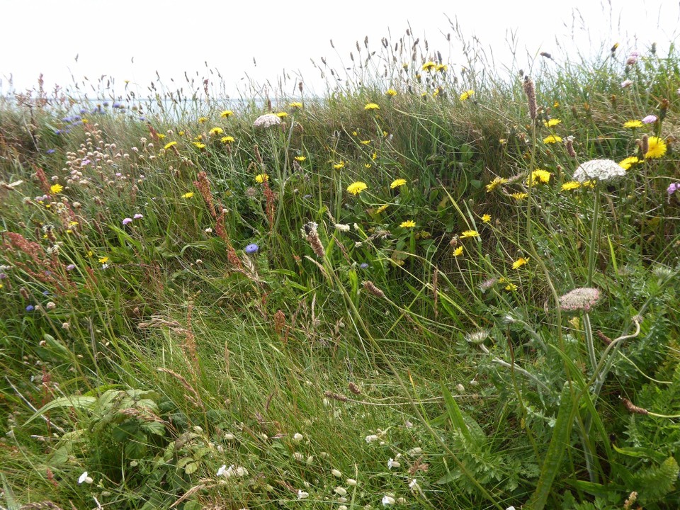 Ireland - Dunmore East - Beautiful wildflowers along the path.