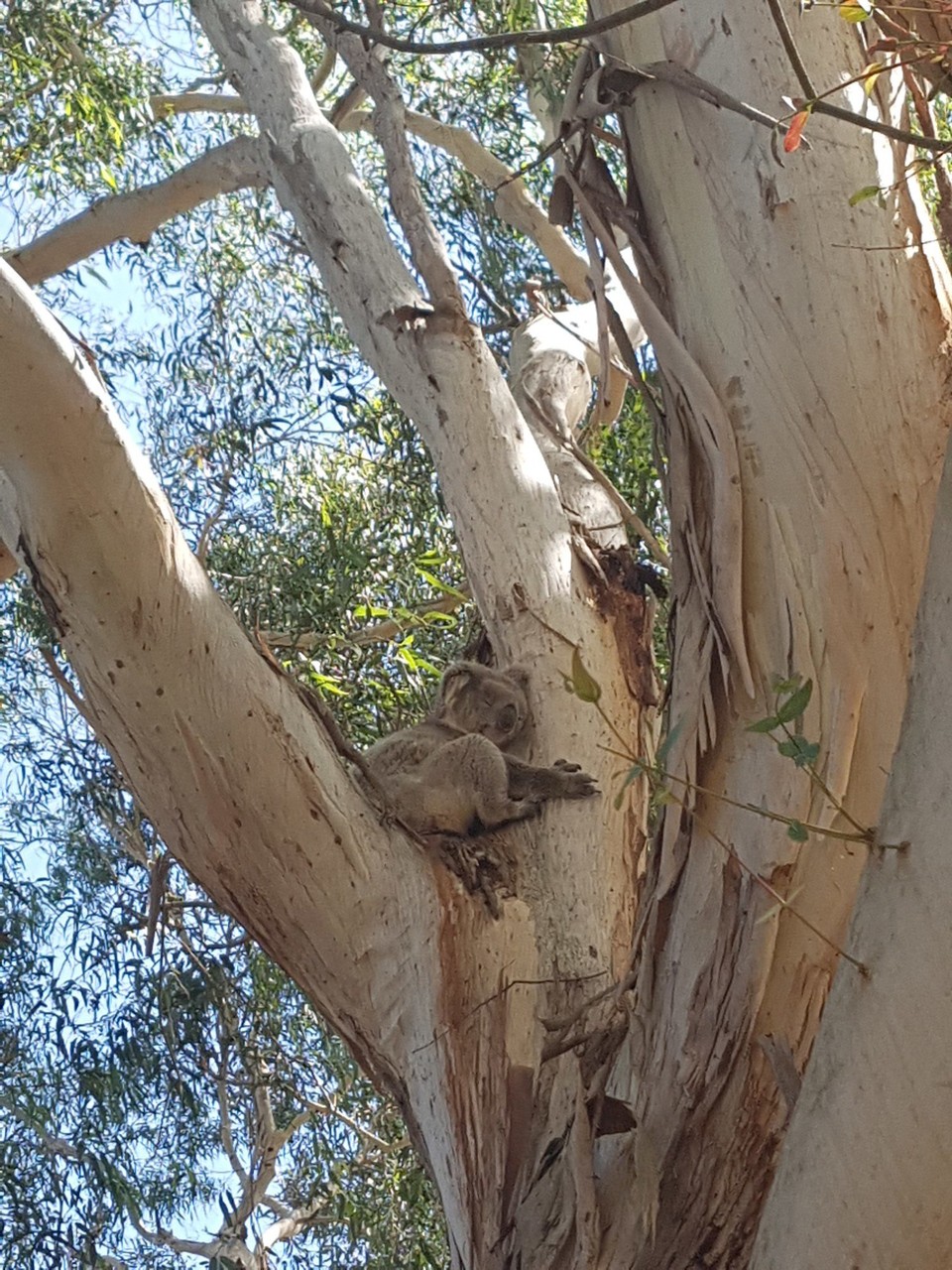 Australien - Halls Gap - Kylie, der Koala