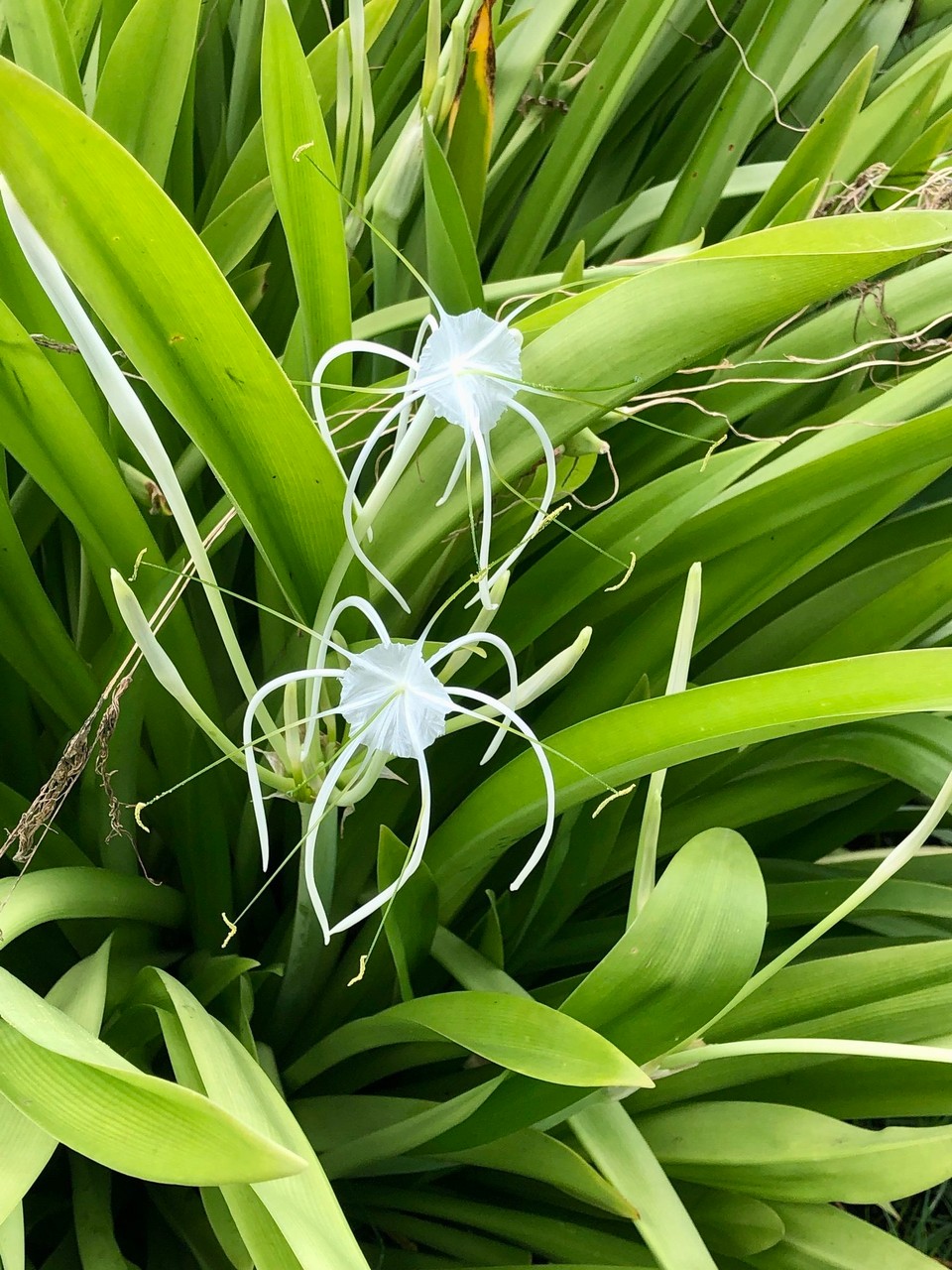 Brasilien - São Félix - 